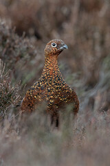Female Red Grouse (Lagopus lagopus scotica) in the heather moorland of the Peak District