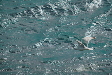 Seagull flying in the sea