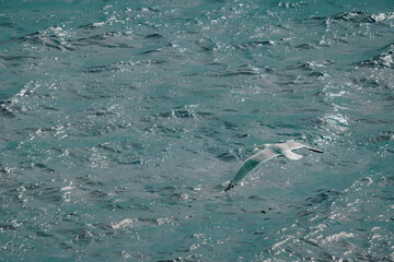 Naklejka premium Seagull flying in the sea