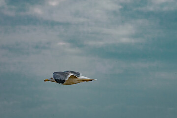 Seagull flying in the blue sky