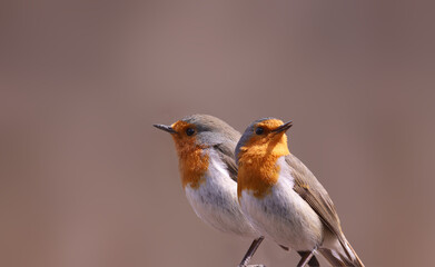 A pair of robins stand side by side against a blurred pink background.