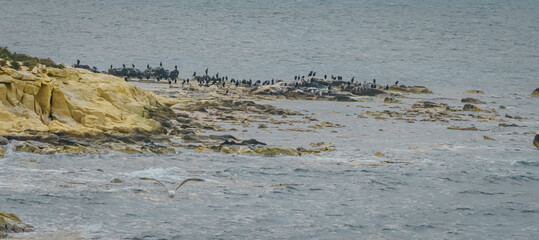 Cormorants on the Island of Tabarca in Alicante. Spain