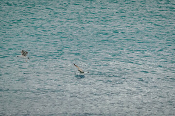 Fototapeta na wymiar Seagull fishing on the shore of the beach