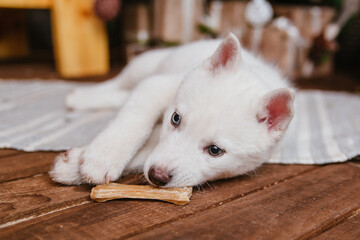 A cute white husky puppy lies on the carpet at home and gnaws on a bone. An albino dog with different eyes sits on a wooden floor. - Powered by Adobe