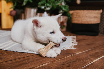 A cute white husky puppy lies on the carpet at home and gnaws on a bone. An albino dog with different eyes sits on a wooden floor. - Powered by Adobe