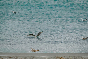 Seagull fishing on the shore of the beach
