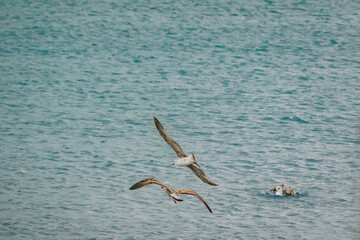 Fototapeta na wymiar Seagull flying in the sea
