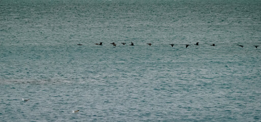 Cormorants flying over the sea