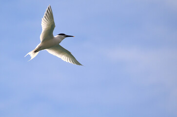 A sandwich tern flying over the sea