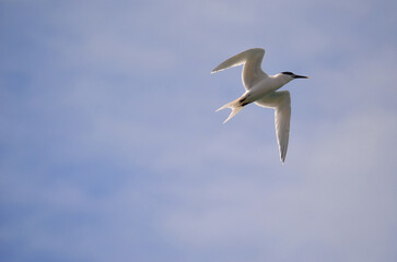 Fototapeta na wymiar A sandwich tern flying over the sea
