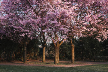 Kirschblüte im Frühling auf Kirschbäumen
