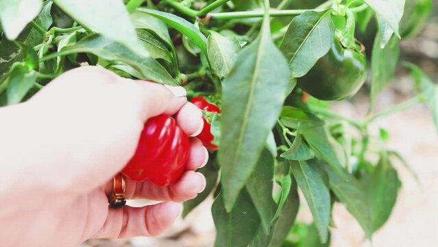 hands picking mini capsicum bell peppers from its plant