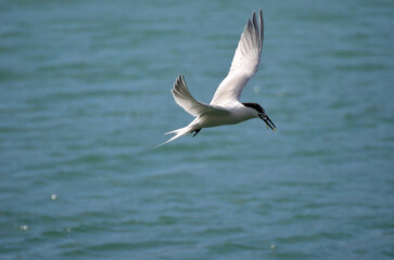 Fototapeta na wymiar A sandwich tern flying over the sea