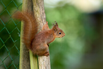Naklejka na ściany i meble European red brown squirrel in tree