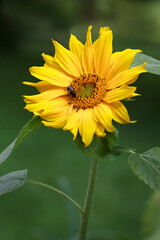 Yellow sunflower with bee in the garden