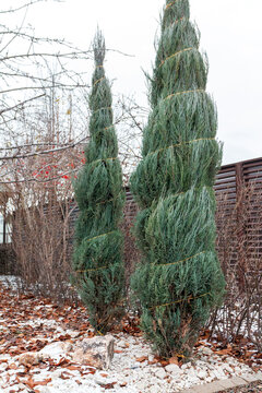 Cultivar Rocky Mountain junipers (Juniperus scopulorum 'Blue Arrow')  tied ropes around spirally to prevent it from being damaged by snow in the autumn garden