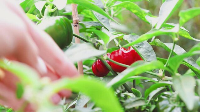 hands picking mini capsicum bell peppers from its plant