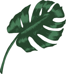 Tropical Monstera Leaf Hand Drawn Illustration © Good Studio