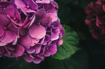 Hydrangea flower