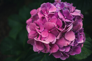 Hydrangea flower