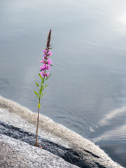 Purple loosestrife flower growing on shore rock