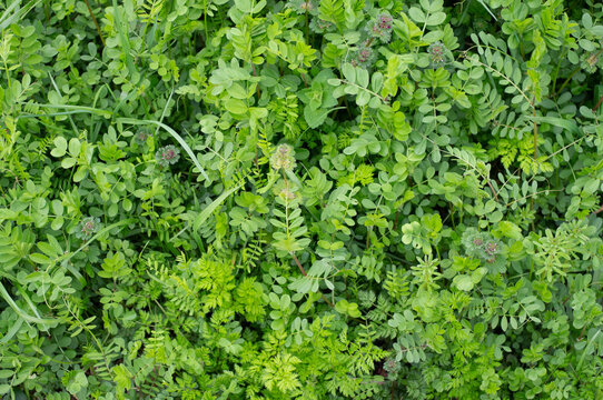 Fototapeta 春の一面の若草　green background