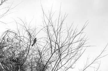 木にとまる鳥のシルエット　branches of a tree in winter