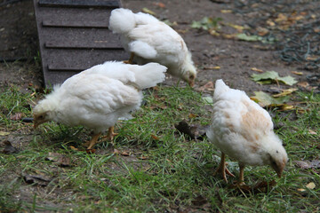 Süße Küken auf einer Wiese