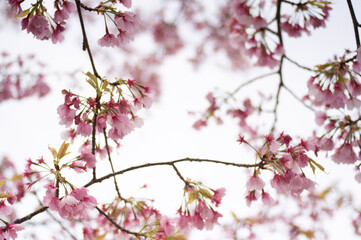 曇り空に咲く桜　pink cherry blossom