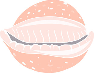 Mollusc Sea Shell Colored Illustration