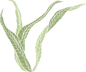 Algae or Seaweed Hand Drawn Colored Illustration