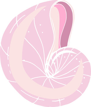 Elegant Sea Shell Hand Drawn Colored Illustration