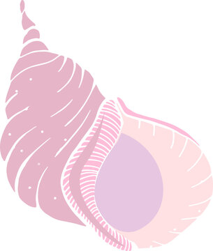 Marine Sea Shell Hand Drawn Colored Illustration