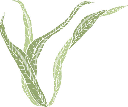 Algae or Seaweed Hand Drawn Colored Illustration