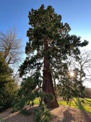 Fototapeta premium baobab large coniferous tree against the sky and sunset