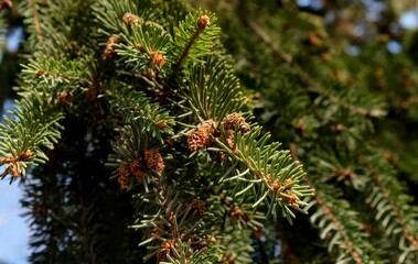 pine branches with cones