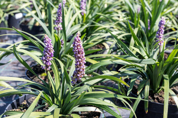 Blooming cultivar big blue lilyturf (Liriope muscari 'Royal Purple') in the summer nursery