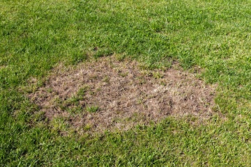 Chemical burn of the lawn caused by excessive use of herbicides in the summer garden