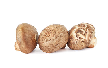 Shiitake mushroom isolated on White background