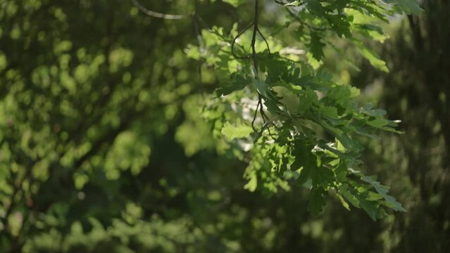 Slow motion green oak leaves swaying on a wind