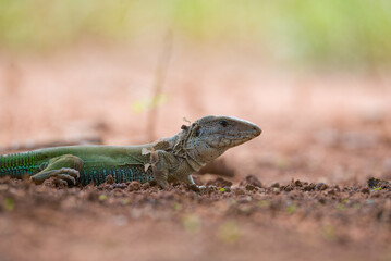 Lagarto verde (Ameiva ameiva) trocando de pele