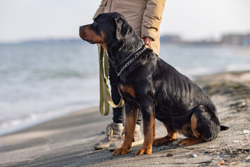 A dog of the Rottweiler breed sits near the hostess in a jacket on the beach against the backdrop...