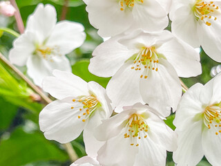 Obraz premium white flowers