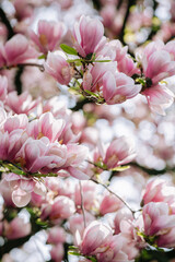 Vertical photo of blooming magnolia. Blooming magnolia or decorative Japanese cherry tree with pink flowers in the garden, nature background.
