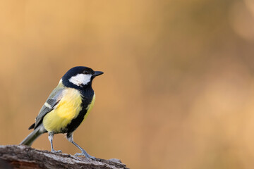 Obraz premium The great tit is a colourful bird with greenish-yellow plumage