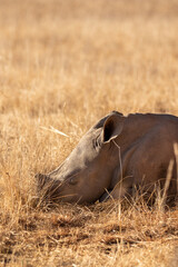 Cute White Rhino Calf, South Africa