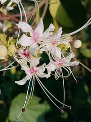 pink and white flower