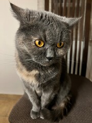 portrait of a gray cat sitting on a chair at home