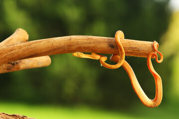 Obraz premium The Amazon tree boa (Corallus hortulanus) hanging from the green branch.