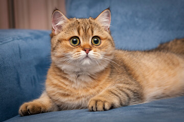 A beautiful British golden-colored cat with huge eyes lies in front of the camera in close-up.